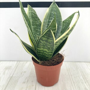 TXxA 3.5 Xp[onj[ Ydlbϗt02-D2