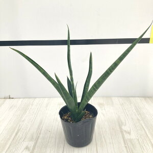 TXxA 3 _[N}CJ Ydlbϗt02-D2