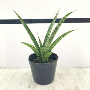 TXxA 3.5 pS_ Ydlbϗt02-D2