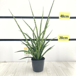 TXxA 3.5 t@[Ebhi~JhjYdlbϗt02-D2