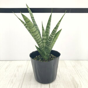 TXxA 3.5 nCubh ez[f Ydlbϗt02-D2