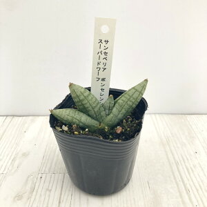 TXxA 2.5 {ZVX X[p[h[t Ydlbϗt02-D2