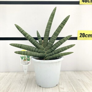 TXxA 5 {ZVX Ydlbϗt02-D2