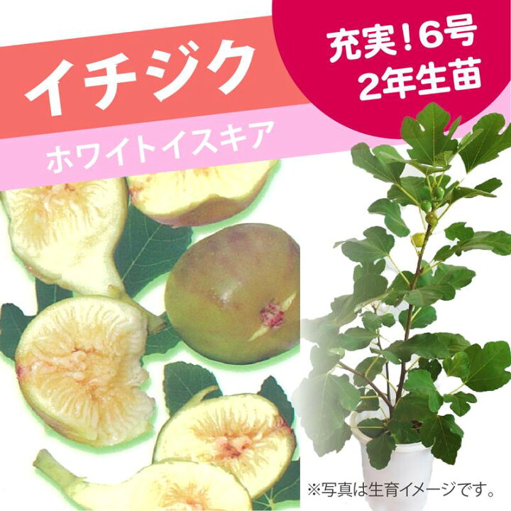 楽天市場】＜実付き＞充実株 イシヅキ農園さん イチジク ホワイト 