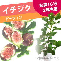 楽天市場】いちじく 苗 ドーフィン 2年の通販