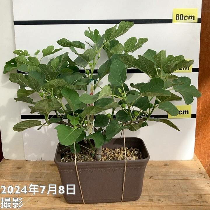 決算P10倍 8 2まで 充実株 イシヅキ農園さん イチジク ホワイトイスキア 一文字仕立てプランター 3年生苗 果樹10-TU 赤塚植物園 店