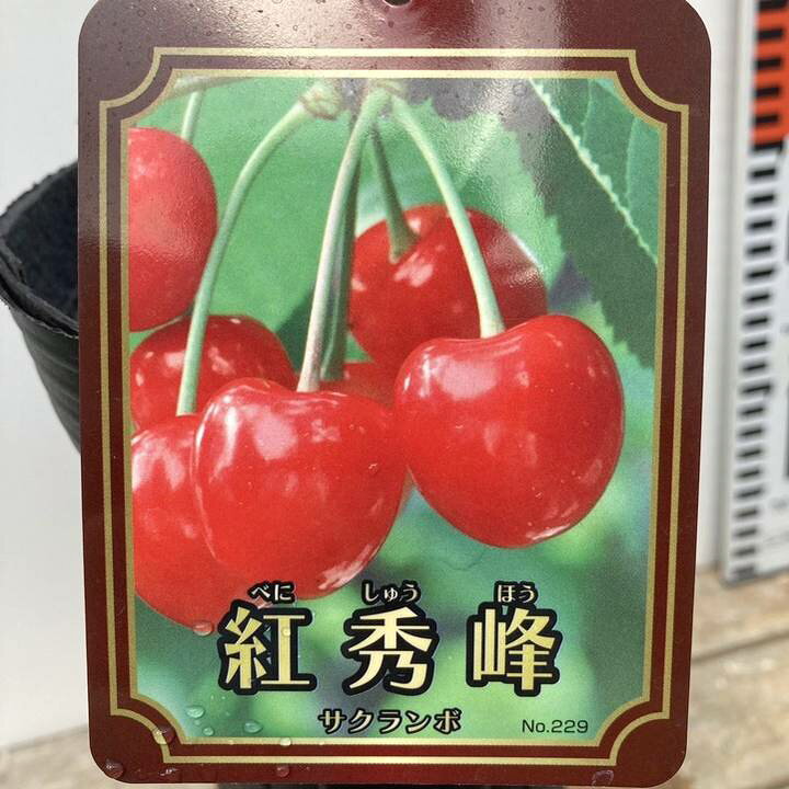 楽天市場】サクランボ 紅秀峰（べにしゅうほう）4号ロングポット｜果樹 