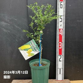 フィンガーライム 5号ロングスリット鉢 ニューイエロー｜柑橘｜果樹10-TU