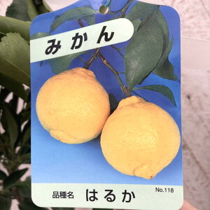 ݂ ͂邩 4O|bg 1Ncbkbʎ04-PA