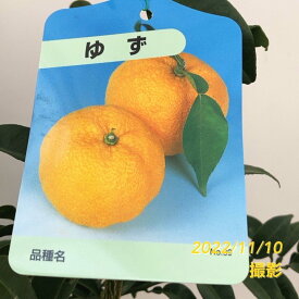 ユズ 本柚子 5号 ロングポット 2年生苗 ｜柑橘｜果樹04-PA