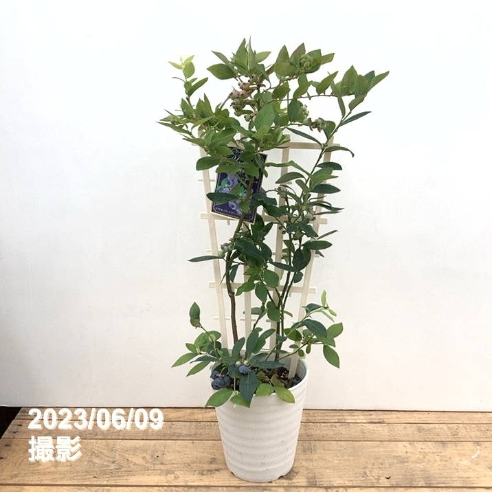 ブルーベリー2品種植え（シャープブルー、ミスティーブルー）｜果樹10-TU