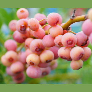 ブルーベリー ラビットアイ系 フロリダローズ 4.5〜5号 PVP|果樹10-TU