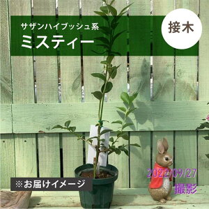 ブルーベリー サザンハイブッシュ系 ミスティー(接木苗)4.5〜5号|果樹04-PA