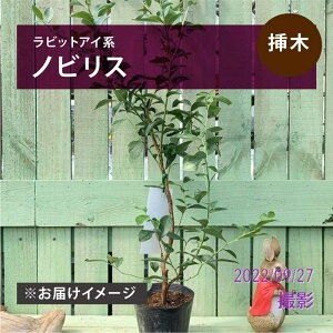 u[x[ rbgACn mrX 4.5`5 c c ʎ rbgAC i u[x[̕c ƒʎbʎ04-PA