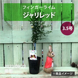 フィンガーライム 3.5号 ジャリレッド｜柑橘｜果樹10-TU