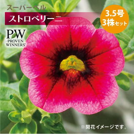 PW スーパーベル ストロベリーニ3.5号×3株セット カリブラコア ｜草花04-PA