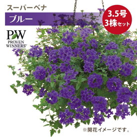 PW スーパーベナ ブルー3.5号×3株セット バーベナ PVP ｜草花04-PA