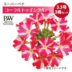 PW スーパーベナ コーラルトゥインクル3.5号×3株セット バーベナ PVP ｜草花04-PA