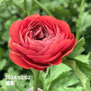 ���i���L�����X ���b�N�X�V���[�Y 3.5�`4�� ���[�T�b����04-PA