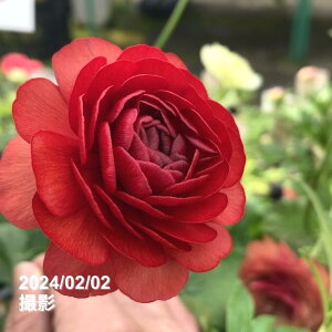 ���i���L�����X ���b�N�X�V���[�Y 3.5�`4�� �n�f�X�b����04-PA