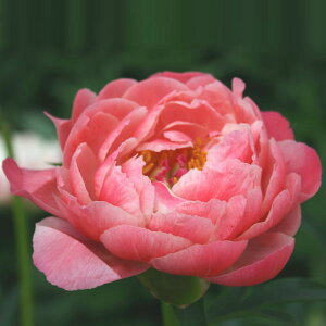 y\z䉖 VNN 7 R[`[ 2025N12{ȍ~\b10-TU