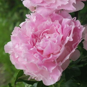 䉖 VNN 7 sNWCAgb04-PA