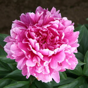 y\z䉖 VNN 7 ؐC̓T 2025N12{ȍ~\b10-TU