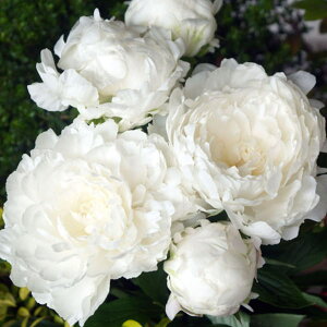 y\z䉖 VNN 7 P 2025N12{ȍ~\b10-TU