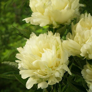 y\z䉖 VNN 7 kM 2025N12{ȍ~\b10-TU