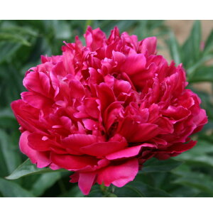 䉖 VNN 7 J[[[tB[hb04-PA