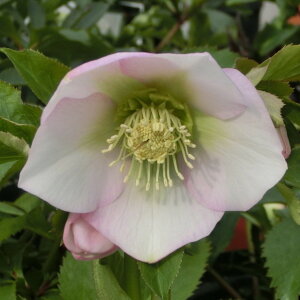 NX}X[Y ɐ݂ 3.5 ʁbR01-D1