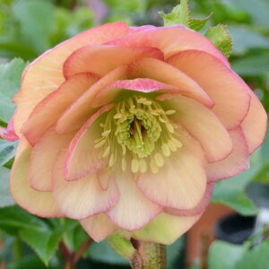 NX}X[Y ɐ݂ 3.5 ԗbR01-D1