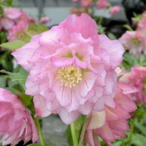 NX}X[Y ɐ݂ 3.5 {bR01-D1