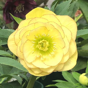 NX}X[Y ɐ݂ 3.5 PbR01-D1