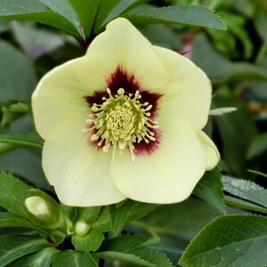 NX}X[Y ɐ݂ 3.5 u΁bR01-D1