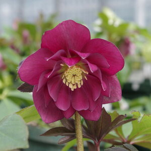 NX}X[Y ɐ݂ 3.5 ~}bR01-D1