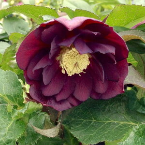 NX}X[Y ɐ݂ 3.5 ZPbR01-D1