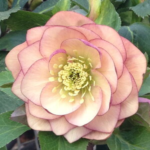 NX}X[Y ɐ݂ 3.5 [bR01-D1