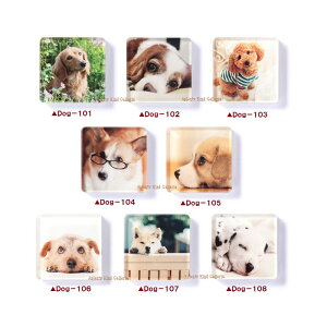 ylCizAj}}Olbg@/DOGyfUCIFDog-101.102.103.104.105.106.107.108zʃCkObYΎČ_bNXthgCv[hR[M[_VAXpjG/