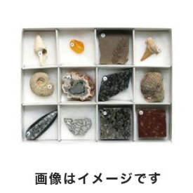 【東京サイエンス】東京サイエンス 化石標本(化石標本12種) 3-654-03