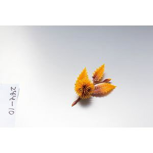 y}R[ p YAMACOz}R[ lG̉Ԃ I  200 64332 p