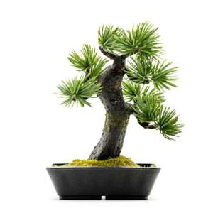 IIyA-BONSAIzA-BONSAI Mini Moyogi ܗt 15cm [J[ s kCꗣsysmtb-uz