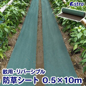 yAXgzAXg |phV[g50cm o[Vu 602-95S