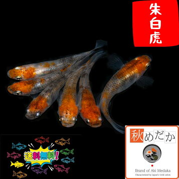 楽天市場】シルバーアロワナ (20cm±) (1匹) 不二熱帯魚 熱帯魚 淡水魚 