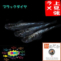 楽天市場】ブラックダイヤ メダカ（原産国/製造国日本）の通販