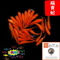 楊貴妃(30) 30匹 15ペア （ML~Lサイズ) メダカ 販売 普通体型 成魚 観賞魚 生体 めだか 通販 淡水魚