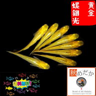 黄金螺鈿光 光体型 6匹3ペア （ML~Lサイズ) メダカ 販売 光体型 黄色 成魚 観賞魚 黄金色 生体 めだか 通…