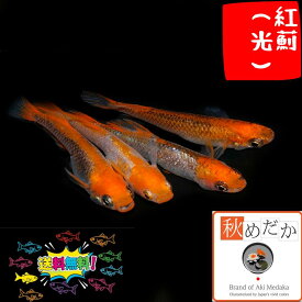 紅薊(べにあざみ) 光体型 6匹3ペア （ML~Lサイズ) メダカ 販売 光体型 成魚 観賞魚 生体 めだか 通販 淡水魚