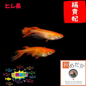 楊貴妃(30) ヒレ長 6匹3ペア （ML~Lサイズ) メダカ ヒレ長 成魚 観賞魚 生体 めだか 淡水魚