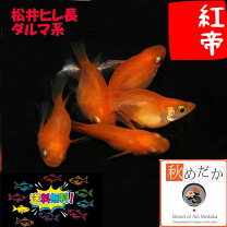 楽天市場】紅帝 ヒレ長の通販